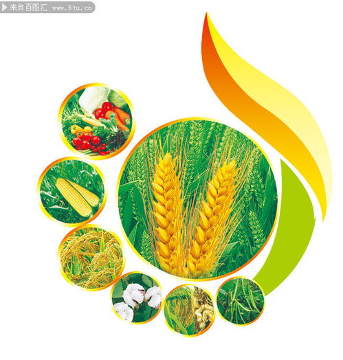 农产品 连接田野与餐桌的自然馈赠
