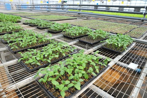 延庆区现代化育苗工厂 科技赋能农业，保障农产品稳定供应