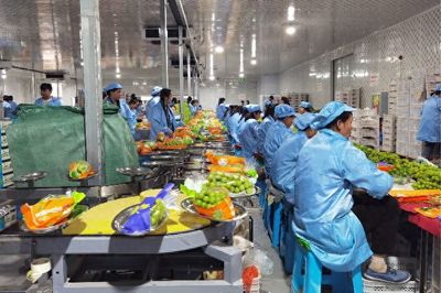 小青提点亮宾川经济新引擎 钱大妈'百县千村'系列报道云南行