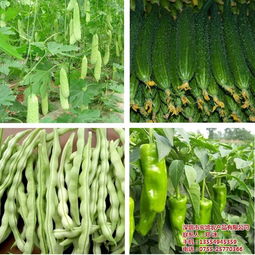 宏鸿农产品 高效农副产品配送服务与网站建设