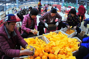 中工财经视角下的农产品产业发展分析