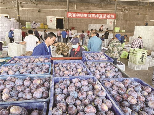 土特产育出致富新底气——农产品发展的机遇与路径