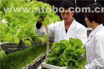 嘉宝农产品 增城优质农副产品与冷冻蔬菜专业供应商