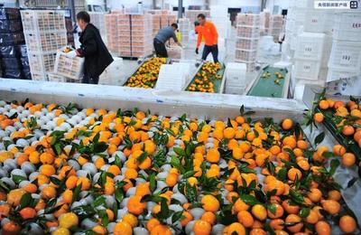 北京新发地市场助力湖北“宜昌蜜桔”销售，拓宽农产品流通渠道