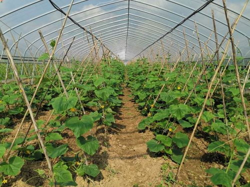 溧水两家企业农产品喜获全国首批零碳认证