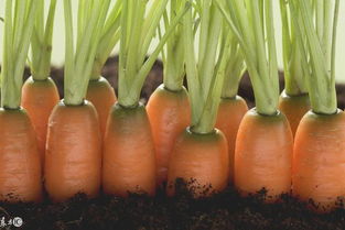 深耕田间，更要洞察市场 论农产品销售与营销的本质区别